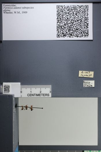 Media type: image;   Entomology 532225